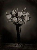 Magnolias - Ted Preuss