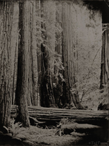 Muir Woods - Ted Preuss