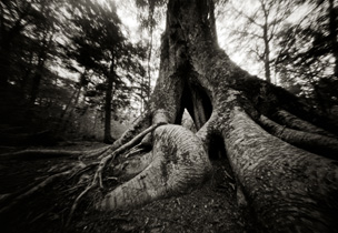 Pinhole Photography - Ted Preuss